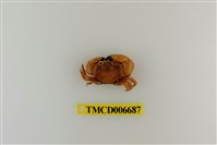 藏品(光輝圓扇蟹)的圖片
